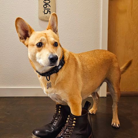 Al's Attire Hand Made Type 1 Service Boot in Horween Brown Chromexcel Horsehide