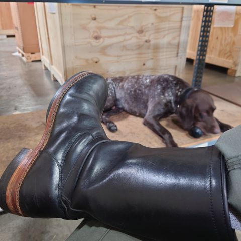 BLKBRD Engineer in Maryam Black Horsehide