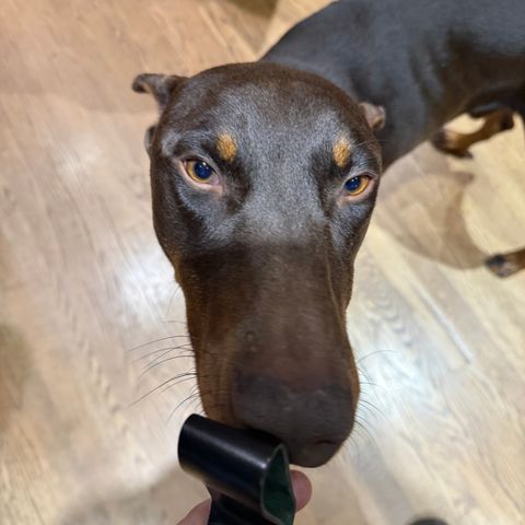 Ashland Leather Belt Loop Key Ring in Horween Black Shell Cordovan