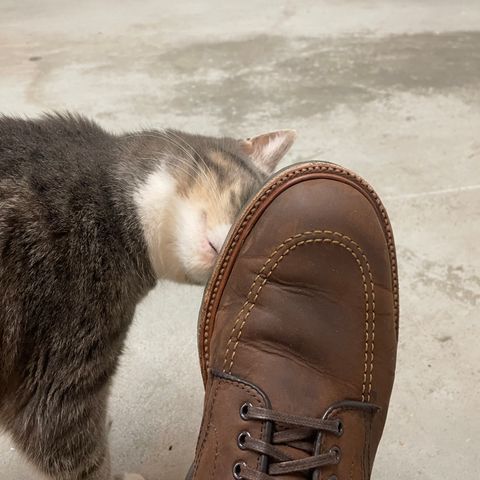 Alden Indy Boot in Horween Tobacco Smooth Chamois