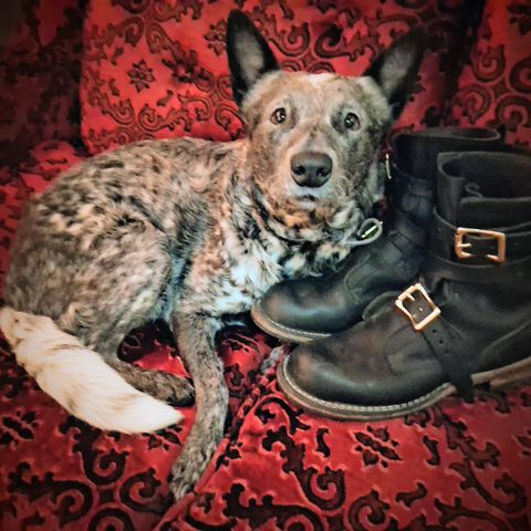 Nicks TankerPro in Seidel 1964 Black Smooth