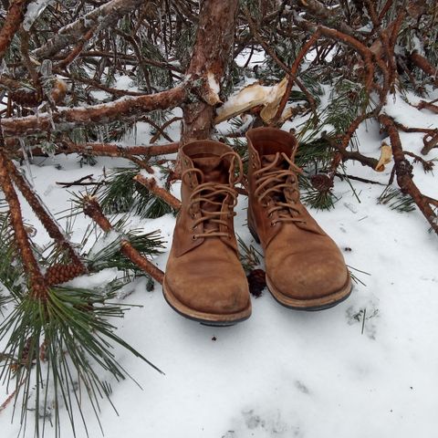 Oak Street Bootmakers Trench Boot in Maryam Muschio Cavallo