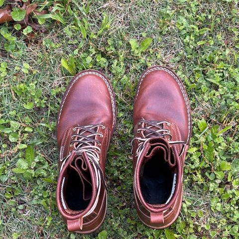 Nicks Falcon in Italian Brown Cypress