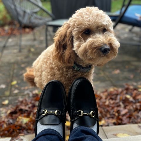 Oak Street Bootmakers Bit Moc in Teacore Black Overdye Horse Rump
