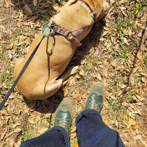 Fortis Wingtip Boots in Badalassi Carlo Waxy Ortensia & Badalassi Carlo Waxy Ortensia Roughout