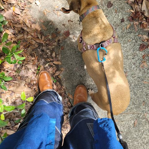 Wesco Mister Lou in Maryam Natural Horsebutt