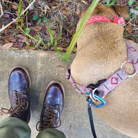 Wolverine 1000 Mile Moc-Toe Boot in Horween Arabica Lux Calfskin