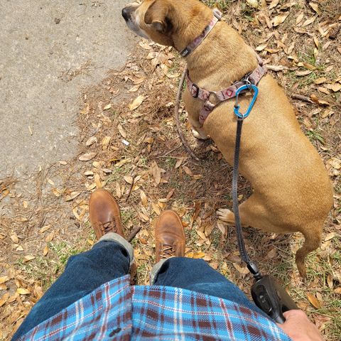 Truman Upland Boot in Gallun Cognac Teton Stag