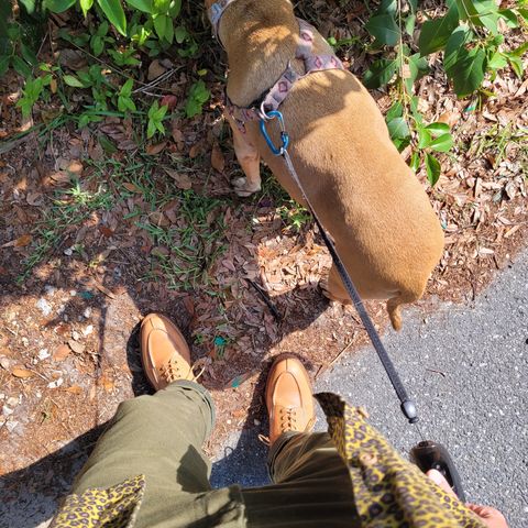 Onderhoud SPL01 in Wickett & Craig Russet Traditional Harness