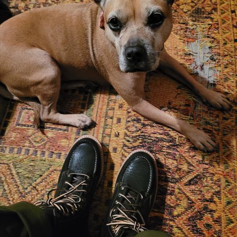 Truman Upland Moc Toe Boot in Law Tanning Black Big Horn Shrunken Bison