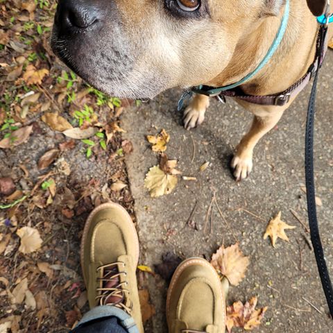 Truman Upland Moc Toe Boot in Tasman Leather Group Coyote Roughout