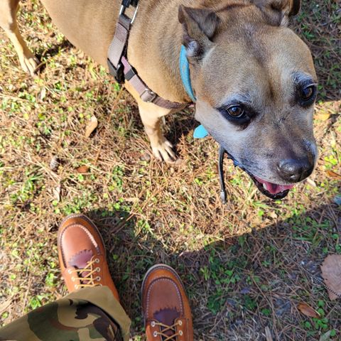 Red Wing 8-Inch Classic Moc in S.B. Foot Oro Legacy