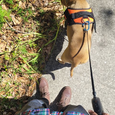 Oldspeed Boondockers in Wickett & Craig Dark Brown English Bridle