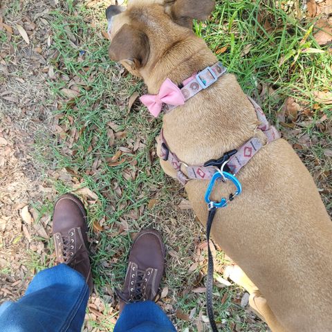 Oldspeed Boondockers in Wickett & Craig Dark Brown English Bridle