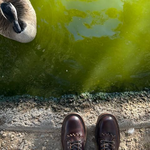 White's C350 Cruiser in Seidel Brown Double Shot