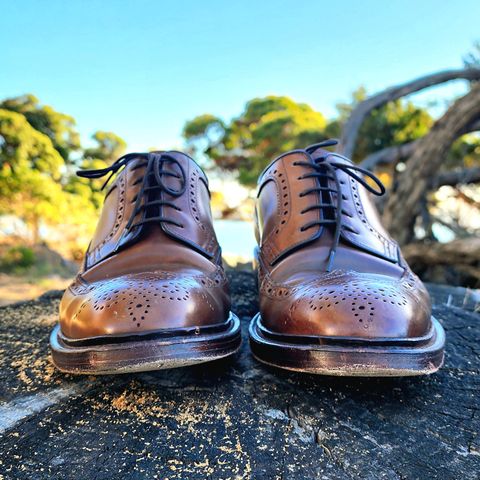 Carmina Long Wing Blucher Shoes 532 in Horween Armagnac Shell Cordovan