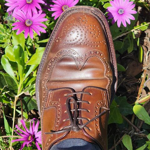 Carmina Long Wing Blucher Shoes 532 in Horween Armagnac Shell Cordovan