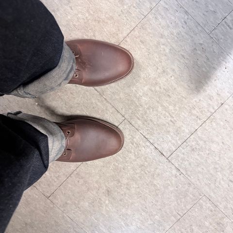 Tahura Altilis in Hoween Kudu CXL Steerhide