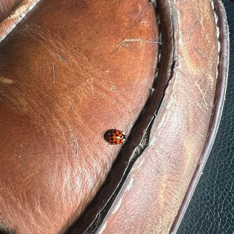 Red Wing 10877 in S.B. Foot Oro Harness