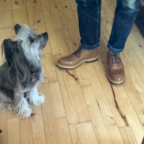 Jakkrabbits Derby Shoes in Tochigi Jeans #5 Khaki