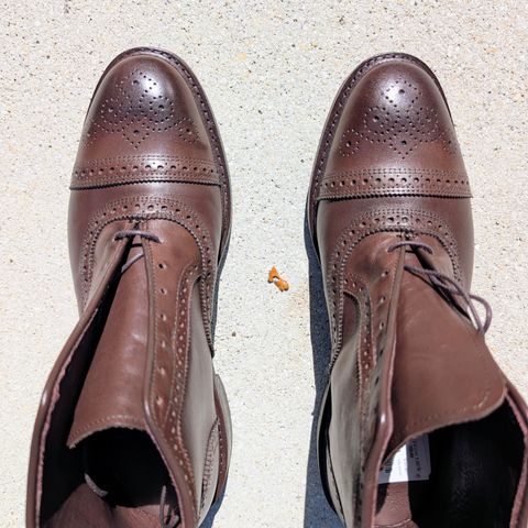 Allen Edmonds Hamilton in Allen Edmonds Brown