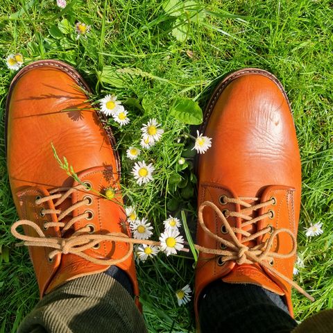 Jakkrabbits Derby Shoes in Badalassi Carlo Olmo Minerva