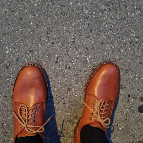 Jakkrabbits Derby Shoes in Badalassi Carlo Olmo Minerva