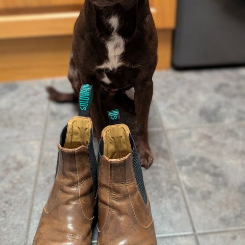 Solovair Dealer Boot in Gaucho Crazy Horse Greasy Pull Up