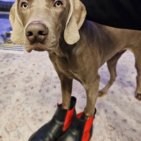 Duckfeet Roskilde in Terracare Black