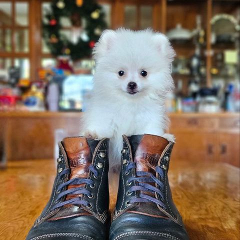 Willie's Handmade Boots Cap Toe Service Boot in Horween Navy Chromexcel