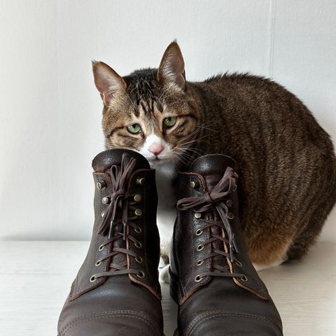 XBXS Derby Boots in Horween Dark Brown Waxed Flesh