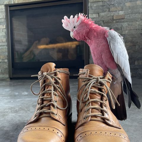 Wesco Hendrik