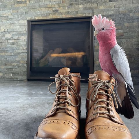 Wesco Hendrik