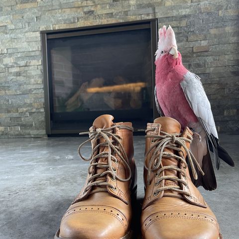 Wesco Hendrik