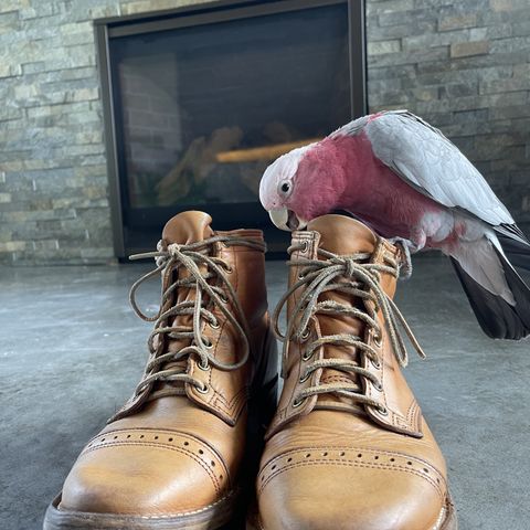 Wesco Hendrik