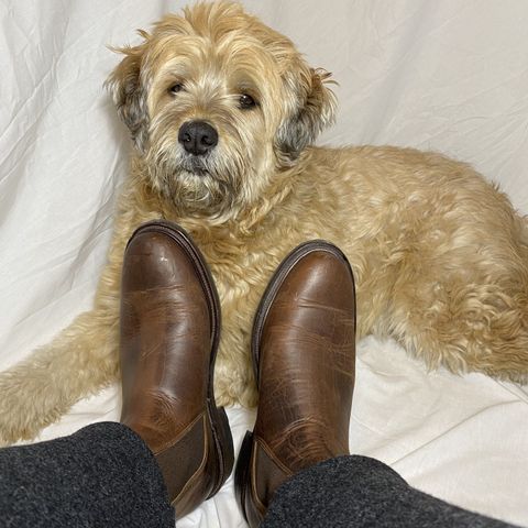 Viberg Chelsea