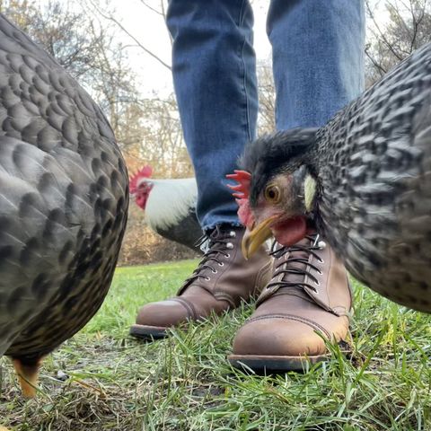Red Wing Iron Ranger