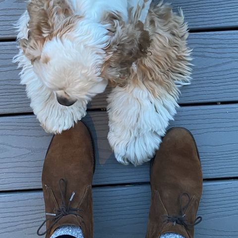 Cheaney Chukka Boot