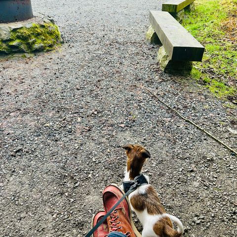 Red Wing 6-Inch Classic Moc in S.B. Foot Oro Russet Portage & S.B. Foot Oro Russet Abilene
