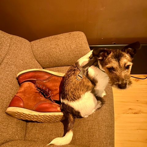 Red Wing 6-Inch Classic Moc in S.B. Foot Oro Russet Portage & S.B. Foot Oro Russet Abilene