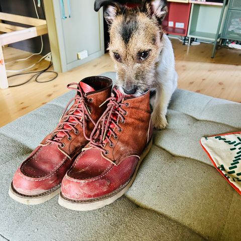 Red Wing 6-Inch Classic Moc in S.B. Foot Oro Russet Portage & S.B. Foot Oro Russet Abilene