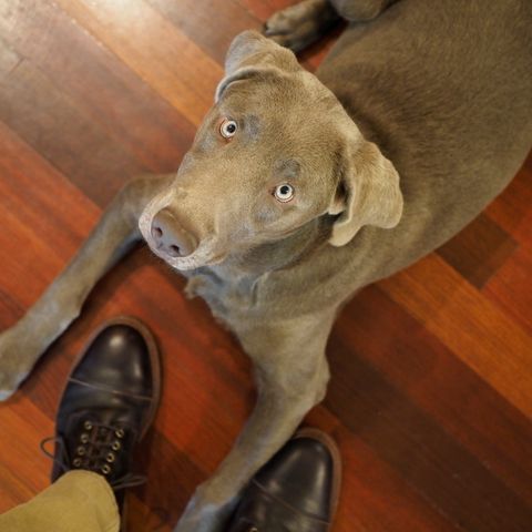 Parkhurst The Richmond in Seidel Dark Burgundy Double Shot