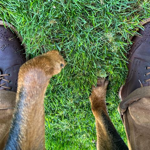Tricker's Stow Country Boot in C.F. Stead Bordeaux Oiled Shoulder