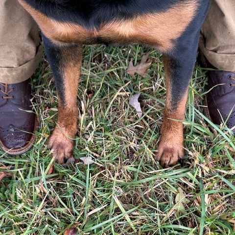 Tricker's Stow Country Boot in C.F. Stead Bordeaux Oiled Shoulder