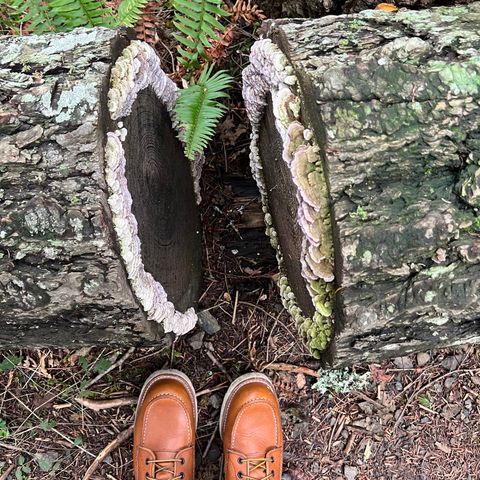 Red Wing 8-Inch Classic Moc in S.B. Foot Oro-Iginal