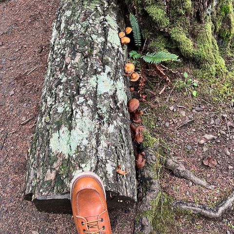 Red Wing 8-Inch Classic Moc in S.B. Foot Oro-Iginal