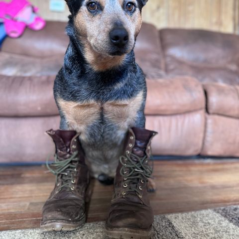 Nicks Overlander in Horween Whiskey Predator