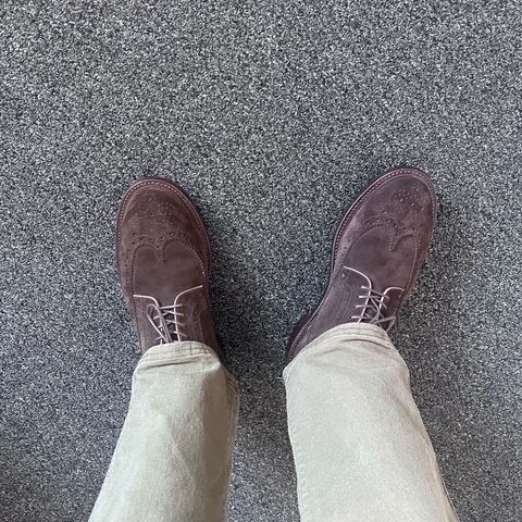 Grant Stone Longwing in C.F. Stead Espresso Repello Calf Suede