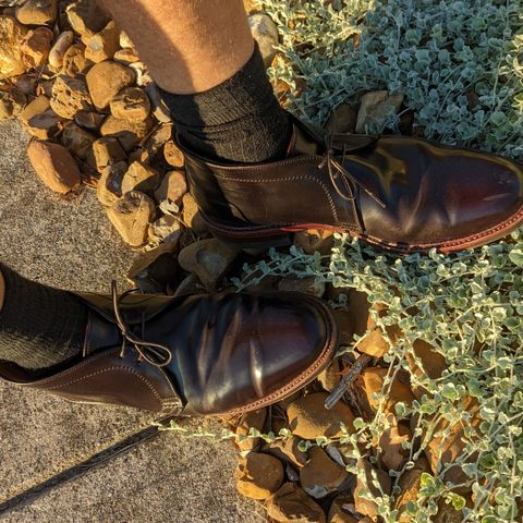 Alden 2-Eyelet Chukka in Horween Color 8 Shell Cordovan