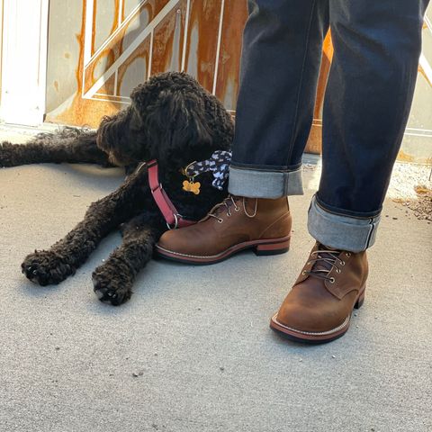 Nicks Officer in Horween Orange Predator